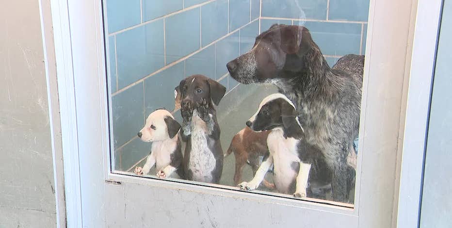 Dallas Animal Services seeks adoptions, foster families with shelter at 169% capacity