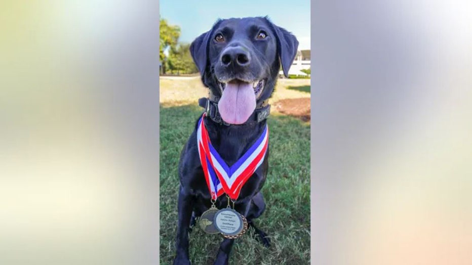 American-Humane-dog-contestant.jpg