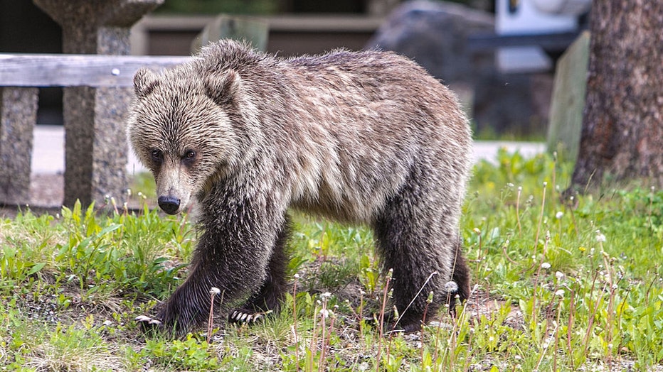 Grizzly-Bear-II.jpg