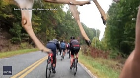 Deer leaps over startled bicyclist in South Carolina