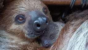 Sloth pup born at Dallas Zoo for the first time in 40+ years