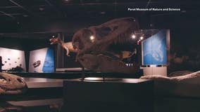 T-Rex exhibit at Perot Museum gives an interactive look at the 'Ultimate Predator'