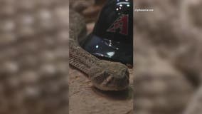 Suggest a new name for the Phoenix Zoo’s diamondback rattler