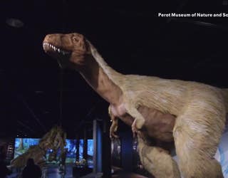T. rex exhibit makes roaring entrance at Perot Museum