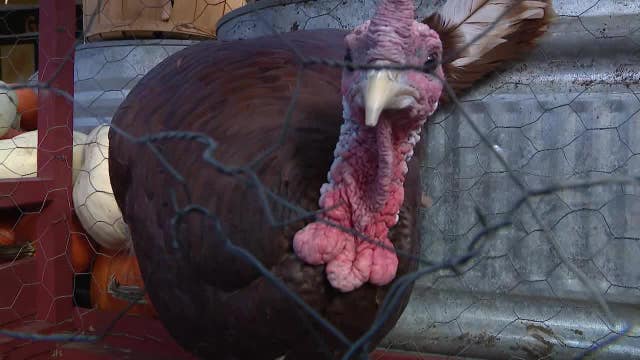 Grapevine mayor pardons Tom T. Turkey from Thanksgiving table