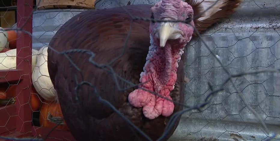 Grapevine mayor pardons Tom T. Turkey from Thanksgiving table