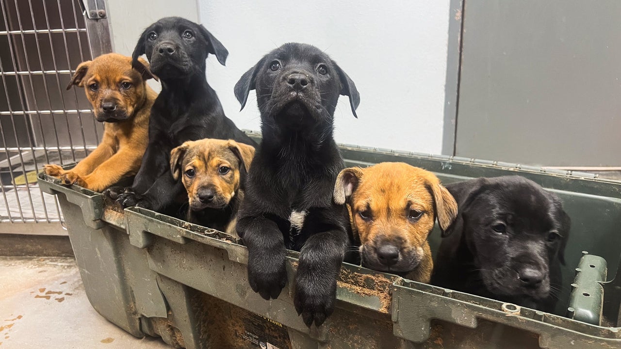 Puppies abandoned along Fort Worth highway ready for adoption