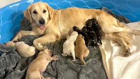 Golden retriever helps raise African painted dog pups after their own mother wouldn't care for them