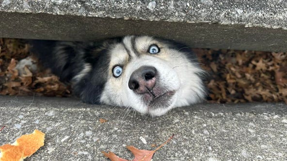 Video: 'Spunky' husky rescued from storm drain
