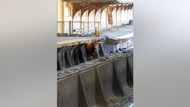 Loose bull at Newark Penn Station contained after roaming tracks, disrupting NJ Transit