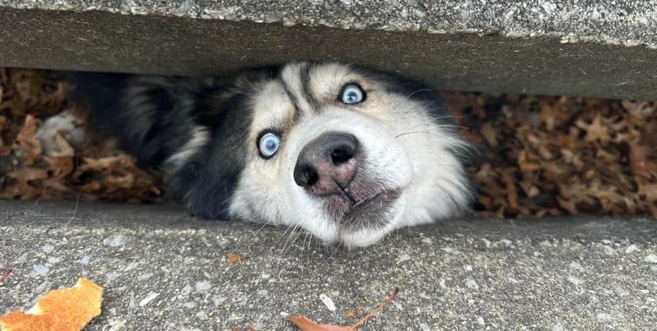 Video: 'Spunky' husky rescued from storm drain