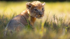 Lion cub born at the Fort Worth Zoo