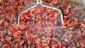 Louisiana's drought is fueling the ‘unprecedented’ crawfish prices this season