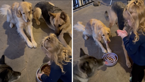 Texas toddler helps feed family dogs, asks them to ‘say grace’ before releasing them with ‘amen’