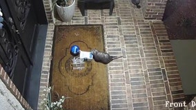 Southlake opossum caught on camera stealing Tiff's Treats delivery