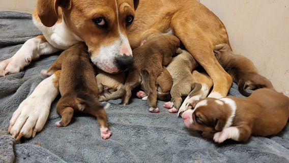 Glenn Heights Animal Shelter seeking foster families to keep puppies out of the cold