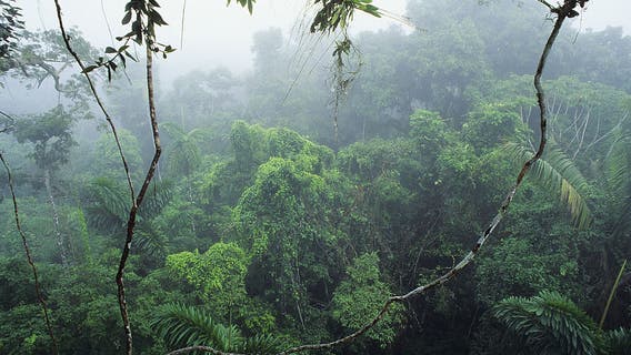 Massive system of ancient cities discovered in the Amazon: Study