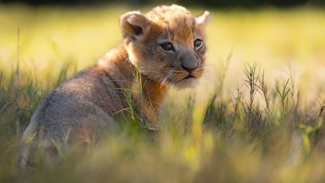 Lion cub born at the Fort Worth Zoo