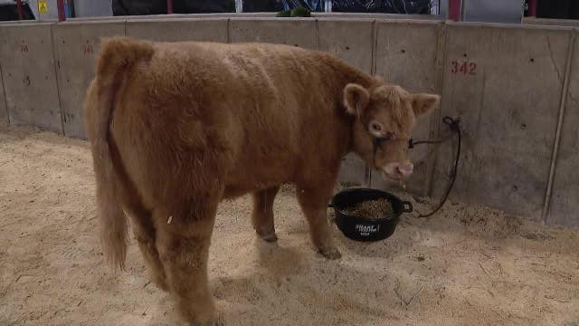 Young Texans prepare for annual FWSSR junior steer show