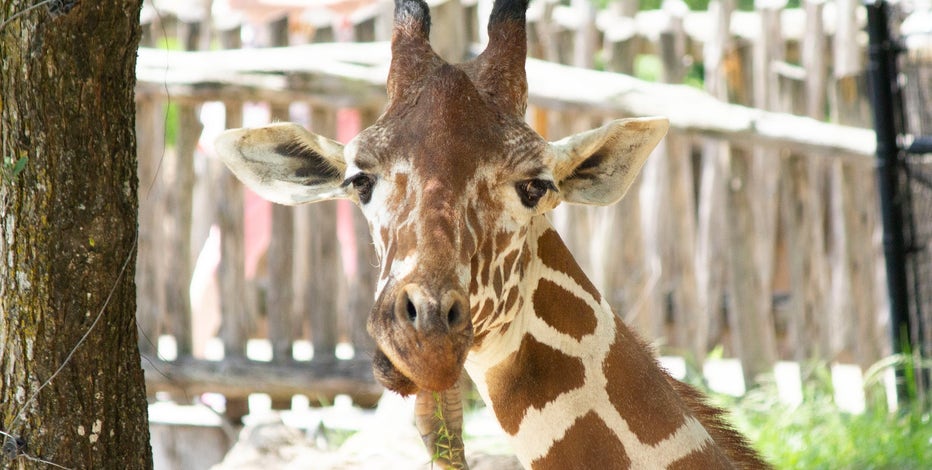 Dallas Zoo giraffe euthanized over injuries from 'unexpected fall'