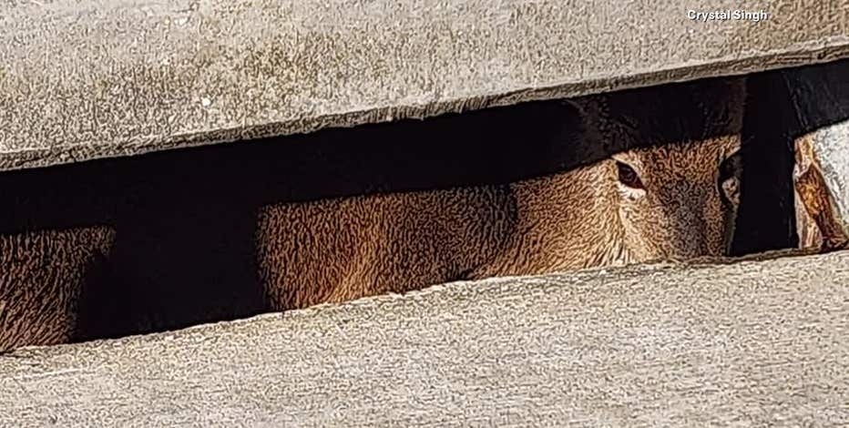 Deer rescued from storm drain in Little Elm