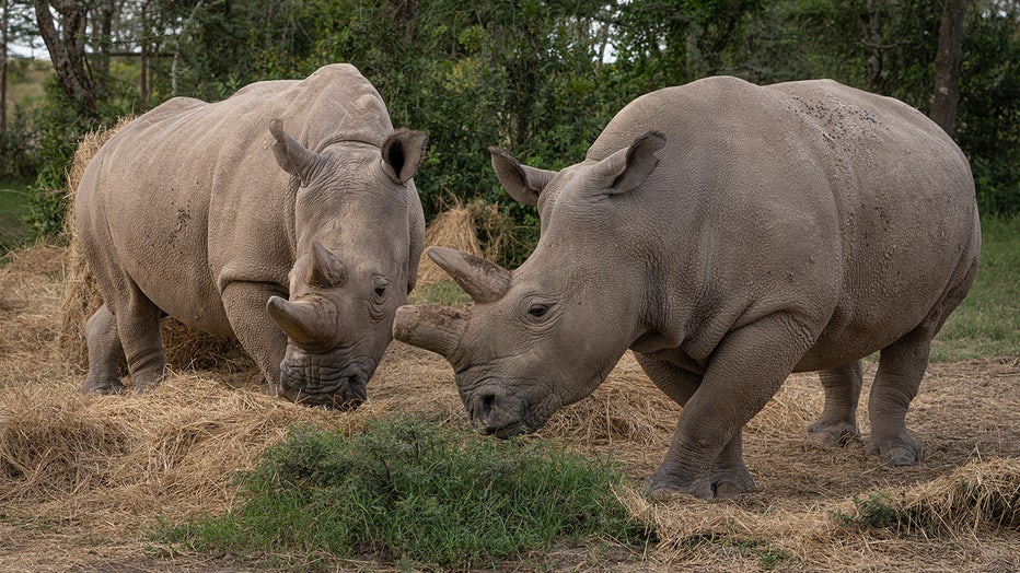 IVF-rhino-images.jpg