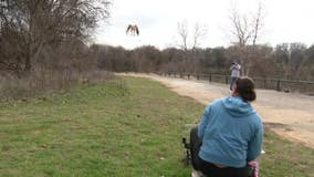 Red-tailed hawk released back into the wild after recovering from injury