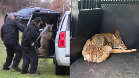 Coyote captured in Arlington park where 3 children were bitten