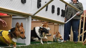 UNT looking for corgis to race during halftime of spring football game