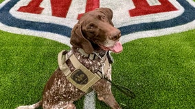 Dallas Police K-9 working security at Super Bowl