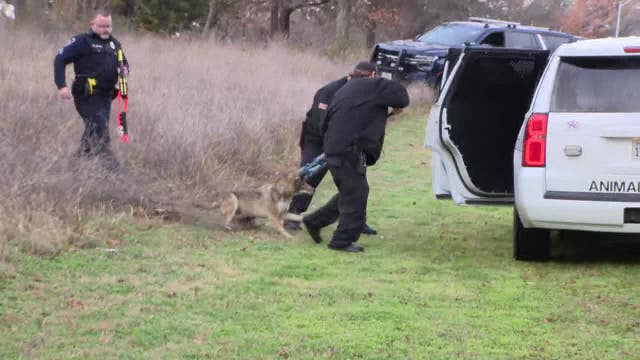 Captured Arlington coyote tested negative for rabies