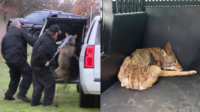 Coyote captured in Arlington park where 3 children were bitten