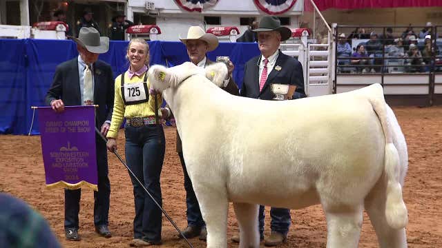 'Leadfoot' named grand champion at 2024 Fort Worth Stock Show & Rodeo