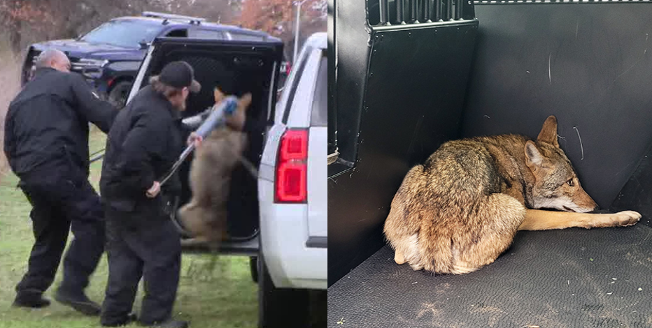 Coyote captured in Arlington park where 3 children were bitten