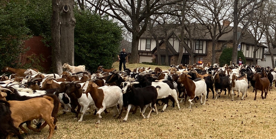 Arlington goat escape: Dozens of goats escape enclosure, wander through neighborhoods