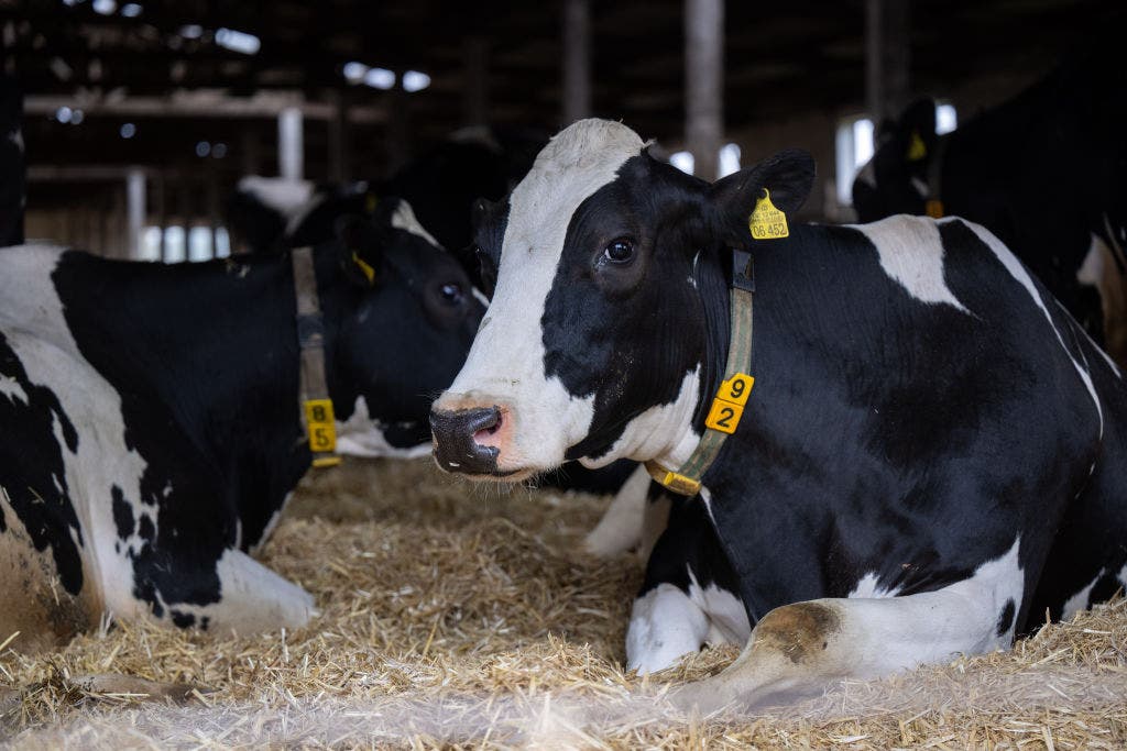 'Fake news': Texas officials say deadly cow virus is not spreading in Panhandle