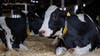 Immigration enforcement takes toll on Texas agriculture