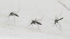 Dallas County woman dies from West Nile virus