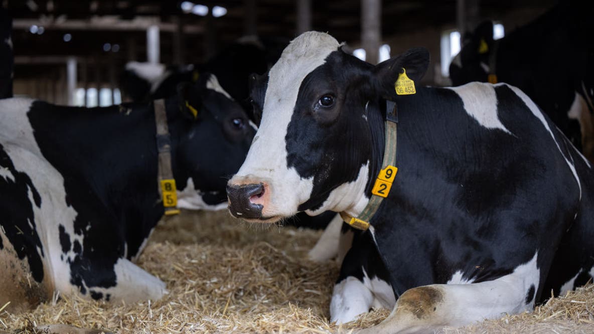 'Fake news': Texas officials say deadly cow virus is not spreading in Panhandle