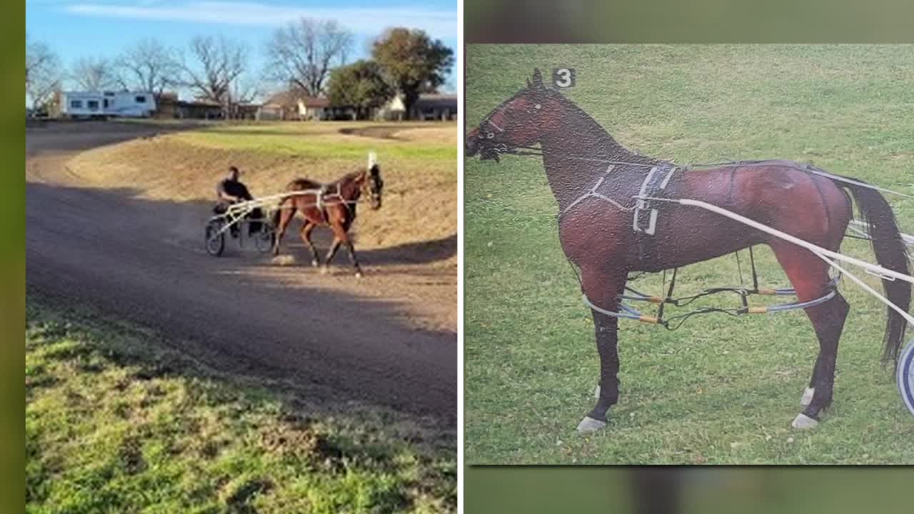 'Just A Slap On The Wrist': Dallas Horse Owner Upset To Learn Teen ...