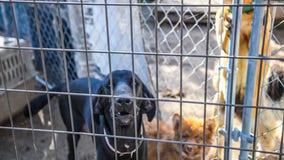 100+ Erath County animals rescued from ‘deplorable’ conditions