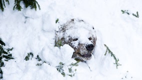 March Napness: Contest underway to find the sleepiest sanctuary bear