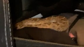 Arizona couple finds rattlesnake in the backseat of the car