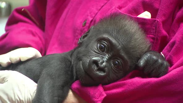 Fort Worth baby gorilla arrives in Cleveland