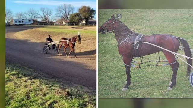 'Just a slap on the wrist': Dallas horse owner upset to learn teen accused of stealing horses won't face trial