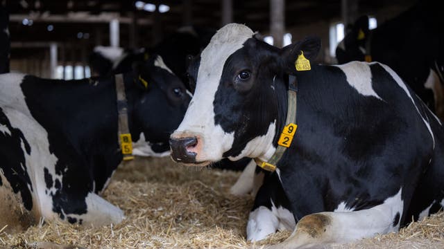 Dairy cattle in Texas and Kansas test positive for bird flu