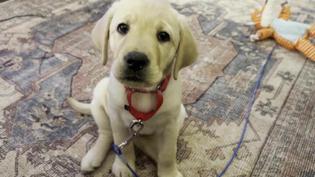 Meet Poppy, FOX 4's new service dog in training