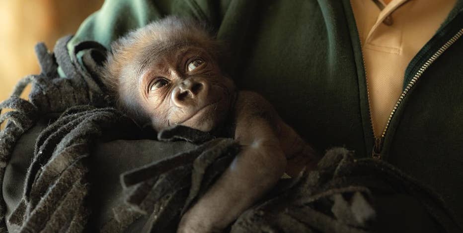 Fort Worth Zoo baby gorilla to be moved to Cleveland after surrogacy struggles