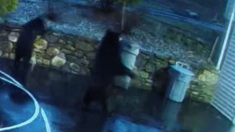 Storyful-303069-Bear_Gang_Steals_Trash_Can_From_Connecticut_Driveway.00_00_16_17.Still001.jpg