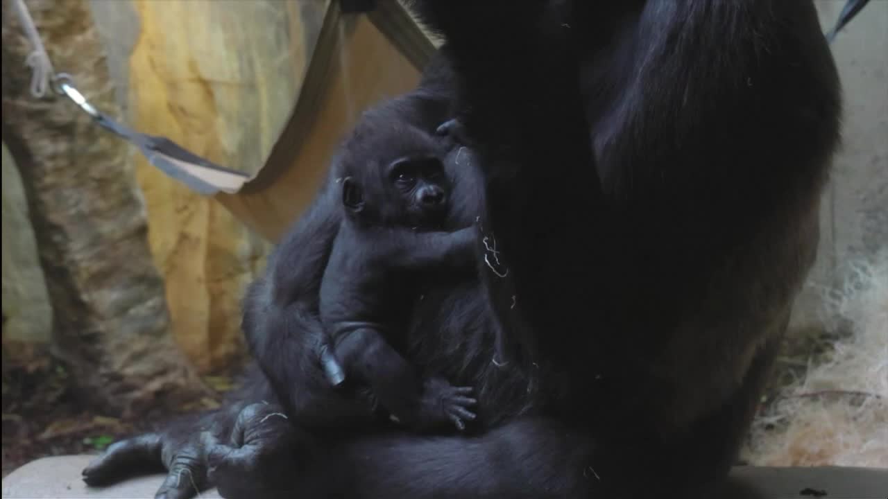 Baby gorilla from Fort Worth Zoo bonding with foster mom in Cleveland